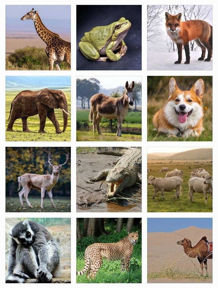 100+ Animals Name in Hindi and English
