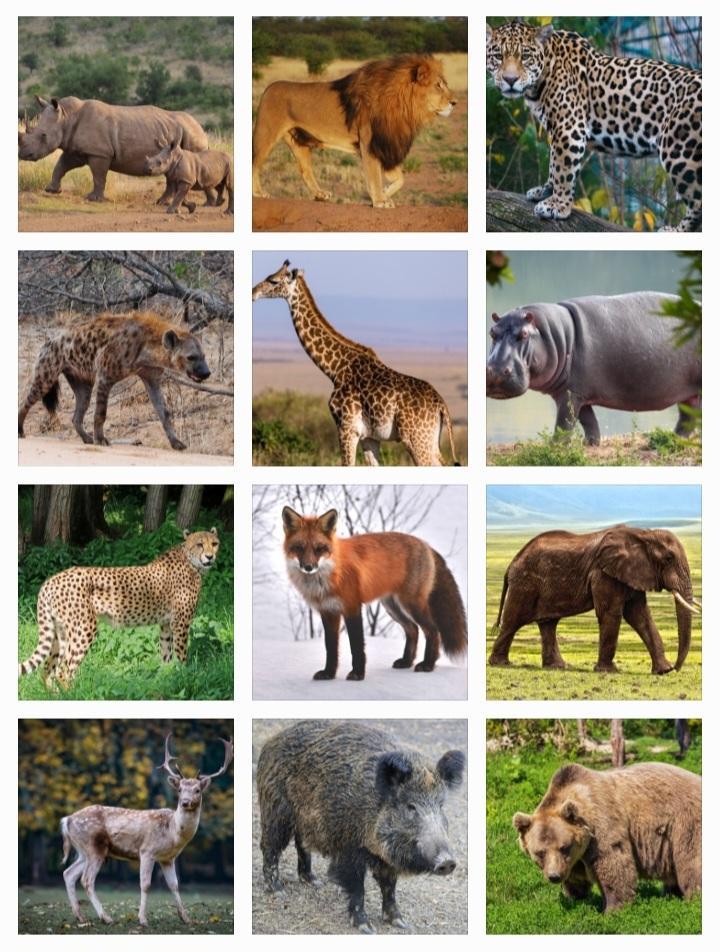 100+ Wild Animals Name in Hindi and English