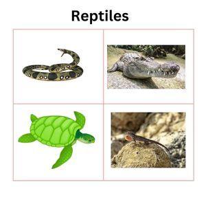 Reptiles name in Hindi