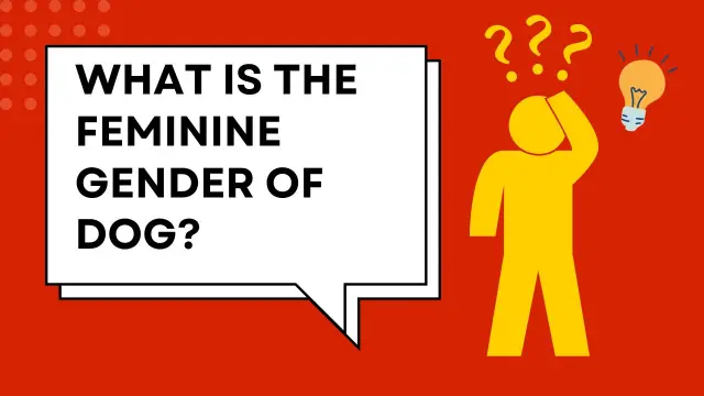 What is the Feminine Gender of a Dog