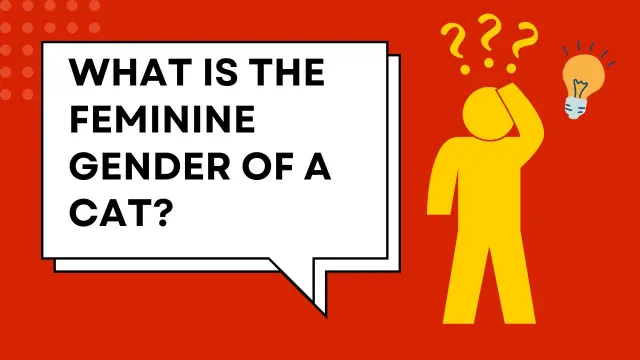 What is the Feminine Gender of a cat