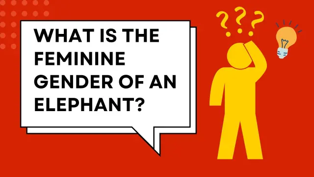 What is the Feminine Gender of an elephant