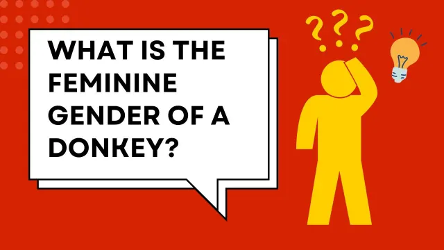 What is the feminine gender of a donkey