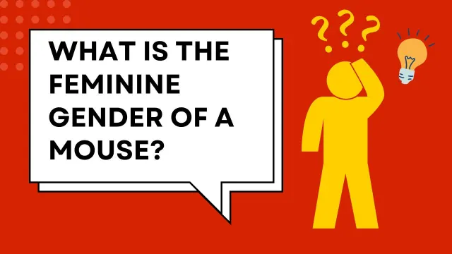 What is the feminine gender of a mouse
