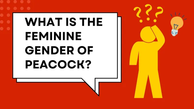 What is the feminine gender of a peacock