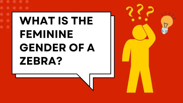 What is the Feminine Gender of a Zebra