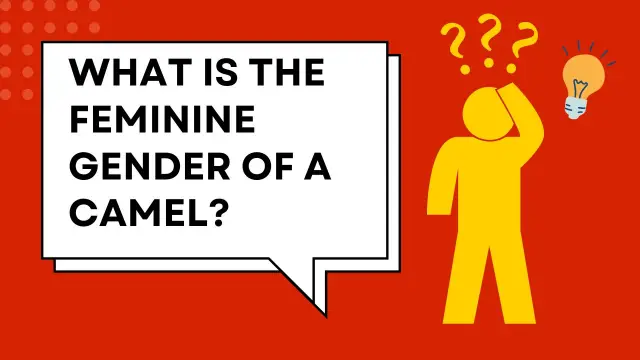 What is the Feminine Gender of a camel